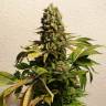 купить семена конопли Ganesh Spirit regular Ganja Seeds