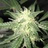 семена культурной конопли купить Auto OG Kush feminised Nirvana Seeds