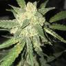 семена конопли для курения Auto OG Kush feminised Nirvana Seeds