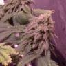 семена конопли почтой Ice Cool feminised Sweet Seeds