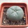Семки кактуса Lophophora williamsii