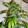 Daken feminised GanjaVIP Seeds