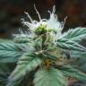 Daken feminised GanjaVIP Seeds