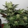 качественные семена конопли Ladyburn 1974 feminised Green House Seeds
