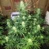 Glueberry O.G. feminised Dutch Passion Seeds
