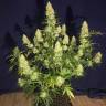 Glueberry O.G. feminised Dutch Passion Seeds