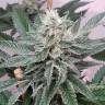 White Express feminised Breeders Community Seeds
