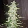 семена культурной конопли купить Auto Russian Rocket Fuel regular