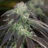 семена конопли в фирменной упаковке OG Kush feminised Humboldt Seeds