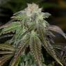 семена конопли f1 в оригинальной упаковке OG Kush feminised Humboldt Seeds