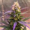 семена конопли марихуаны Auto Short Rider feminised Nirvana Seeds