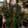 купить семена конопли Anesthesia regular Ganja Seeds