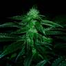 семена конопли автоцвет Auto OG Kush feminised