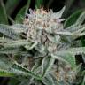 Deathlok feminised GanjaVIP Seeds