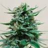 Deathlok feminised GanjaVIP Seeds