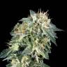 Deathlok feminised GanjaVIP Seeds