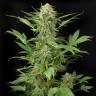 купить семена конопли в России Auto Moby Dick feminised