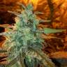 White Haze feminised Breeders Community Seeds