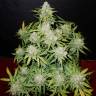 семена конопли в России Auto CBD Crack feminised Fast Buds