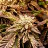 купить семена конопли OGKZ feminised Humboldt Seeds