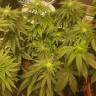 семена конопли в оригинальных упаковках OGKZ feminised Humboldt Seeds