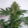 Семена марихуаны Auto Mohan Ram feminised Ganja Seeds