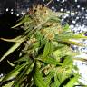 Семена каннабиса Auto Mohan Ram feminised Ganja Seeds