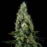 заказ семян конопли Arjan's Haze 3 feminised Green House Seeds