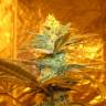заказ семян конопли Спб Pineapple Skunk feminised Humboldt Seeds