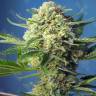 Лучший выбор семян в интернете S.A.D. (Sweet Afgani Delicious) feminised Ganja Seeds Fast Version Лучший выбор семян в интернете S.A.D. (Sweet Afgani Delicious) feminised Ganja Seeds Fast Version