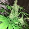 Hyperion feminised GanjaVIP Seeds