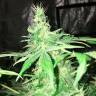 Hyperion feminised GanjaVIP Seeds