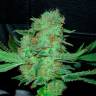 Hyperion feminised GanjaVIP Seeds