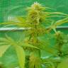 Lemon Zkittle feminised Dutch Passion Seeds