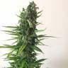 заказать почтой Auto White Widow feminised