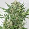 автоцветущие семена конопли Auto Amnesia XXL feminised Dinafem Seeds
