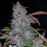 семена конопли марихуаны Auto Fastberry feminised Fast Buds