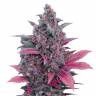 семена конопли Auto Dark Devil feminised Sweet Seeds