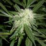 заказ семян конопли Москва Somango XL feminised Royal Queen