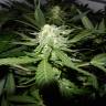 семена конопли Россия Somango XL feminised Royal Queen