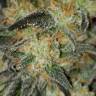 семена конопли марихуаны Killer Kush F1 Fast Version feminised Sweet Seeds