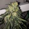 семена конопли элитных сортов Killer Kush F1 Fast Version feminised Sweet Seeds