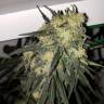 семена конопли скороспелый купить Killer Kush F1 Fast Version feminised Sweet Seeds