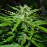 семена конопли марихуаны Auto Sour Diesel feminised