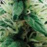 Juggernaut feminised GanjaVIP Seeds