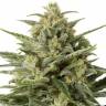 купить семена Auto White Widow XXL feminised