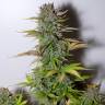 семена конопли скороспелый купить Auto G14 feminised Fast Buds