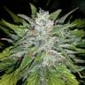 семена конопли с доставкой Auto G14 feminised Fast Buds