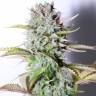 семена индийской конопли Auto G14 feminised Fast Buds