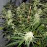 Sugar Black Rose feminised Ganja Seeds Fast Version